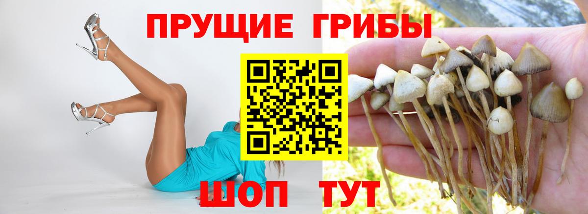 Псилоцибиновые грибы мицелий Будённовск